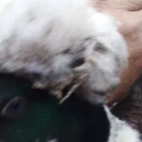 دوعدد نر کاکل بسیاردرشت لوکس