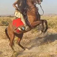 اسب مادیان 9 ماه آبستن