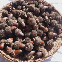 بلوط های یلدایی با تاج نصب شده و مخروط کاج