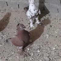 کفتر نقش|پرنده|زارچ, |دیوار