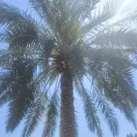 باغبانی|خدمات باغبانی و درختکاری|خرمشهر, |دیوار