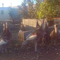 بوقلمون بوربون