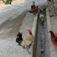 سه تاخروس جوان وسرحال