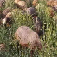 گوسفندچاق قصر
