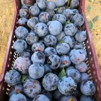 نهالستان سبز انواع نهالهای پربار وپیوندی|خدمات باغبانی و درختکاری|آمل, |دیوار