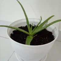 گل الووئورا|گل و گیاه طبیعی|گرمسار, |دیوار