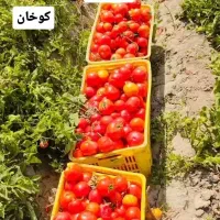 فروش گوجه برا رب. ارسال به روستا وداخل شهر