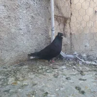 دوتا دمسفید ماده