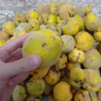 میوه به کیلویی 40|خوردنی و آشامیدنی|سبزوار, شهرک اندیشه|دیوار