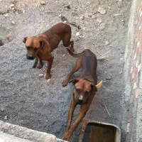 واگذاری پیت بول