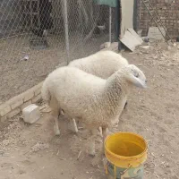 بره نر سام