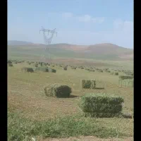 فروش پرسگندموکاهویونجهوکسانتره|عمدهفروشی|نیشابور, فردوسی جنوبی|دیوار