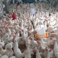 مرغ تخم گذار جوان