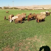 میش وبره|حیوانات مزرعه|سنقر, |دیوار