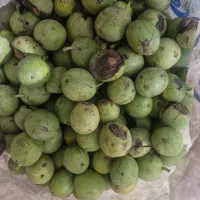 باغ-گردو-فروش-فوری