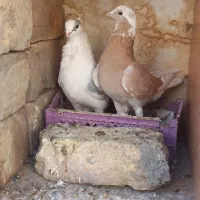 موشی کاکلی|پرنده|سمنان, |دیوار