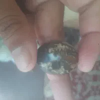 مهره کمیاب|کلکسیون اشیاء عتیقه|حمیدیه, |دیوار