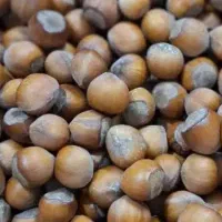 فندق چرب امسالی تازه محصول اشکورات گیلان کلی وجریی