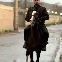 اسب|اسب و تجهیزات اسب‌سواری|جلفا, |دیوار