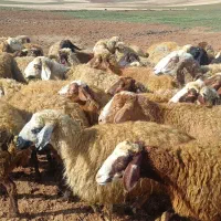 ۴۳ گوسفند و میش  با ۳۵ بره درشت پاییزه