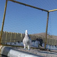 طوقی ماده کرم کبوتر|پرنده|همدان, |دیوار