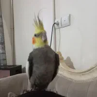 عروس هلندی نر سخنگو|پرنده|قدس, شهر‌قدس|دیوار