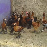 خروس و باری دیلگونی معاوضه با کهره بره هم دارم