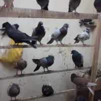 کفتر رنگی زینتی مساحتی|پرنده|قم, حاج زینل|دیوار