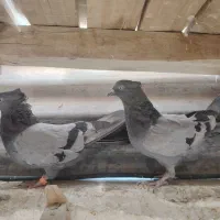 سبزکلاهی،زاغ،کله ای،دم سفید