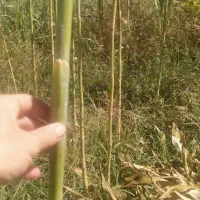 جارو دسته ای فروش