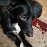 واگزاری رایگان