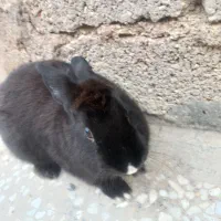 خرگوش فروشی