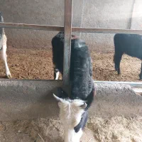 گوساله ماده|حیوانات مزرعه|قزوین, |دیوار