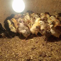 جوجه محلی یک روزه|حیوانات مزرعه|نهبندان, |دیوار