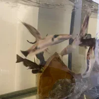 ماهی گوشتخوار