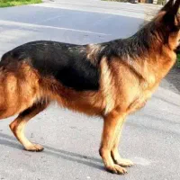 سگ ژرمن معاوضه با هاسکی