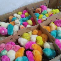 جوجه رنگی سالم مرتب