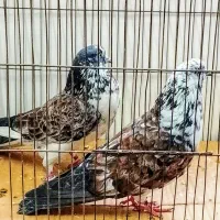 کبوتر پرشی سو دار هر مدل کبوتر خواستیددارم|پرنده|قائمشهر, |دیوار