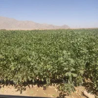 ارقام مختلف نهال پسته ۱ساله و۲ساله|گل و گیاه طبیعی|شاهین‌شهر, گزبرخوار|دیوار