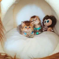 فروشگاه گربه ها ( پرشین / اسکاتیش /بریتیش) گوگولی|گربه|رشت, گلسار|دیوار