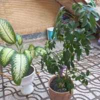 گل آپارتمانی