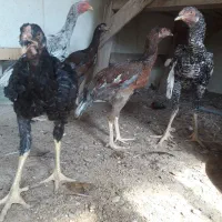 ۸ عدد جوجه یک خروس دو تا مرغ|حیوانات مزرعه|شبانکاره, |دیوار