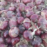 بذر پیاز قرمز