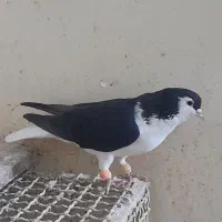 کبوتر پرنده جفت شیرازی سیاه|پرنده|اهواز, کوی رمضان|دیوار