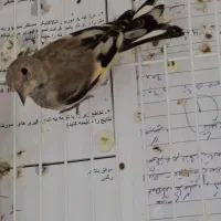 جوجه سهره