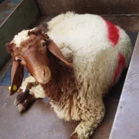 بره مغان به شرط گوشت کاملا اقتصادی