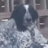 واگزاری نر ولاس قدرجونی