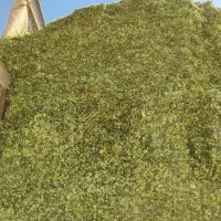 ذرت علوفه ای