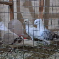 کبوتر کاکلی|پرنده|شیراز, حومه شیراز|دیوار