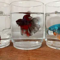 فایتر هالفمون|ماهی|قزوین, |دیوار